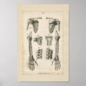 Botten van de  anatomie van de boog poster (Voorkant)