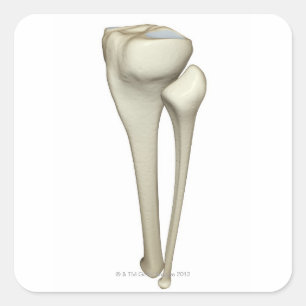 Botten van de been 4 vierkante sticker