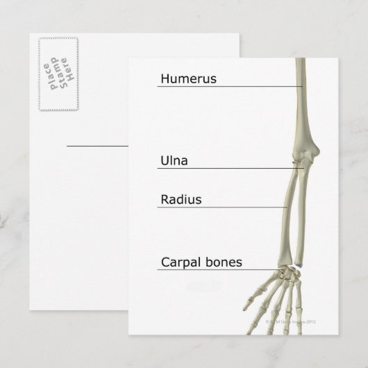 Botten van de bovenste ledemaat briefkaart (Voorkant / Achterkant)