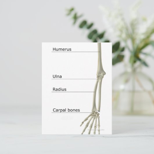 Botten van de bovenste ledemaat briefkaart (Staand voorkant)