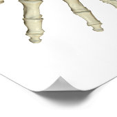 Botten van de Forearm Poster (Hoek)