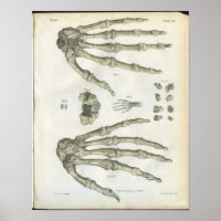 Botten van de handanatomie afdrukken