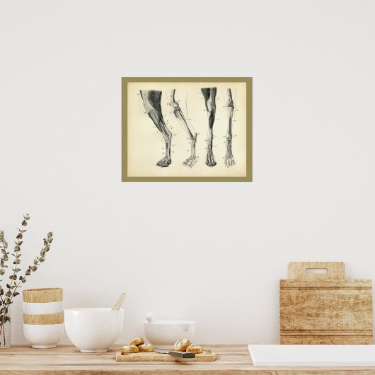 Botten van de hond Spier Veterinaire Anatomie Afdr Poster (Keuken)