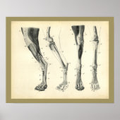 Botten van de hond Spier Veterinaire Anatomie Afdr Poster (Voorkant)