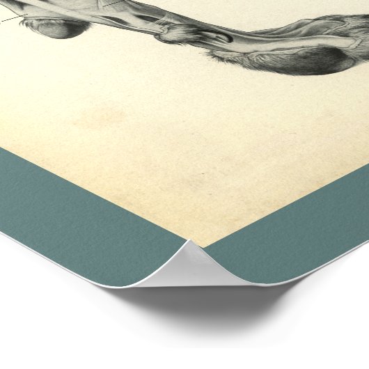 Botten van de hond Spier Veterinaire Anatomie Afdr Poster (Hoek)