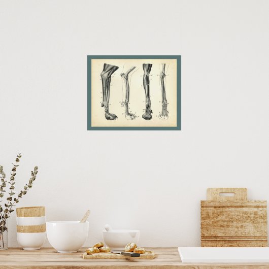 Botten van de hond Spier Veterinaire Anatomie Afdr Poster (Keuken)