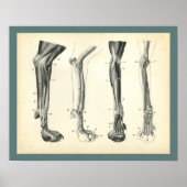Botten van de hond Spier Veterinaire Anatomie Afdr Poster (Voorkant)