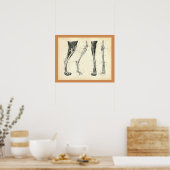 Botten van de hond Spier Veterinaire Anatomie Afdr Poster (Keuken)