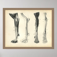Botten van de hond Spier Veterinaire Anatomie Afdr