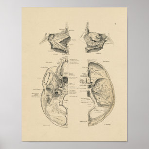 Botten van de Huid 1880 Afdrukken Poster