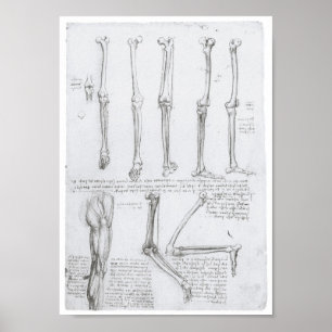 Botten van de Lager Extremity, Leonardo da Vinci Poster