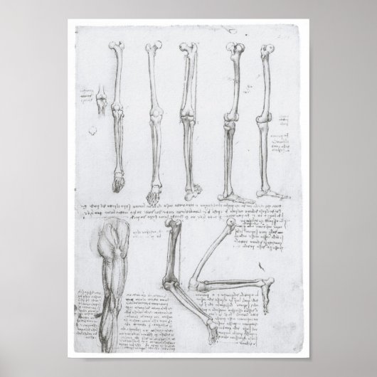 Botten van de Lager Extremity, Leonardo da Vinci Poster (Voorkant)