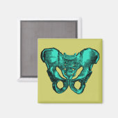 Botten van de menselijke anatomie Pelvis Magneet (Voorkant / Achterkant)