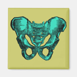 Botten van de menselijke anatomie Pelvis Magneet