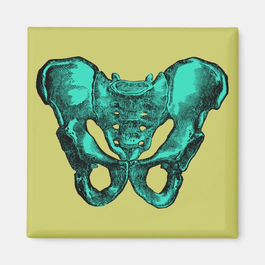 Botten van de menselijke anatomie Pelvis Magneet (Voorkant)