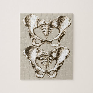 Botten van de menselijke bekken legpuzzel