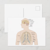 Botten van de menselijke borstkas briefkaart (Voorkant / Achterkant)