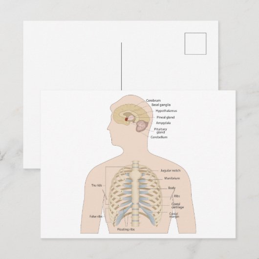 Botten van de menselijke borstkas briefkaart (Voorkant / Achterkant)