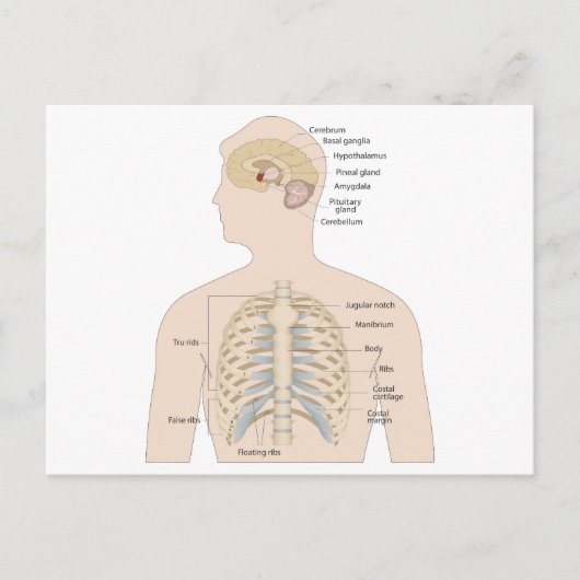 Botten van de menselijke borstkas briefkaart (Voorkant)