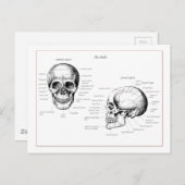 Botten van de menselijke schedel briefkaart (Voorkant / Achterkant)