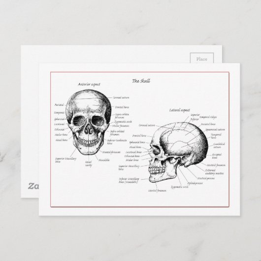 Botten van de menselijke schedel briefkaart (Voorkant / Achterkant)