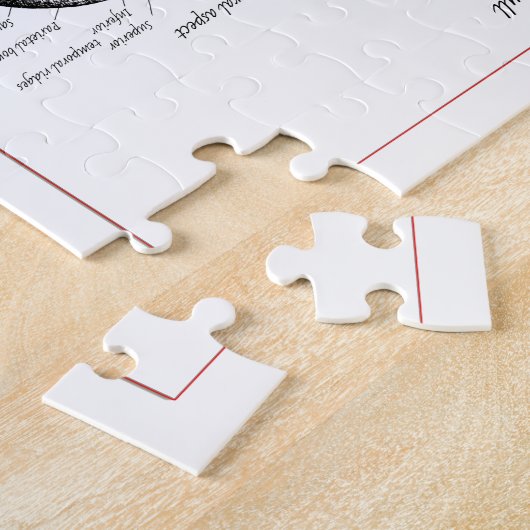 Botten van de menselijke schedel legpuzzel (Zijkant)