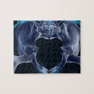 Botten van de Pelvis Legpuzzel