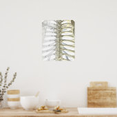 Botten van de thoracale wervels 2 poster (Keuken)