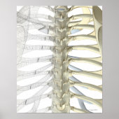 Botten van de thoracale wervels 2 poster (Voorkant)