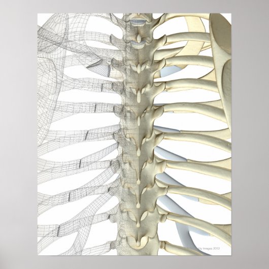 Botten van de thoracale wervels 2 poster (Voorkant)