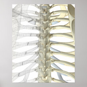 Botten van de Thoracic Vertebrae 2 Poster