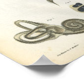 Botten van de veranatomie poster (Hoek)