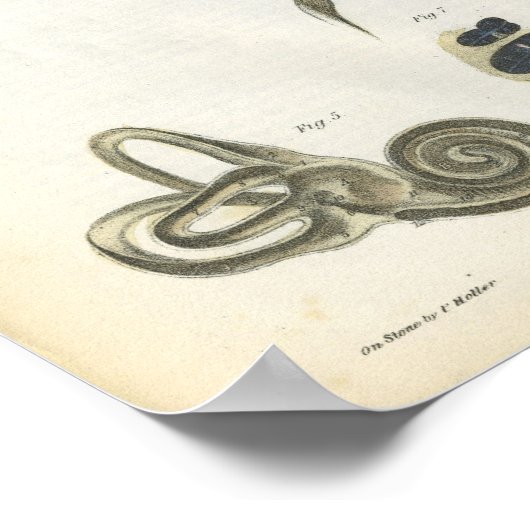 Botten van de veranatomie poster (Hoek)