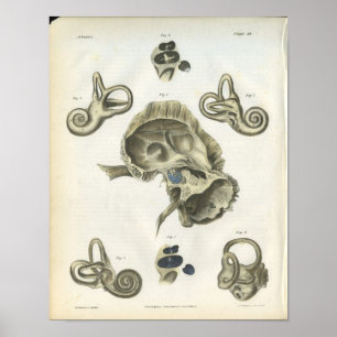 Botten van de veranatomie poster