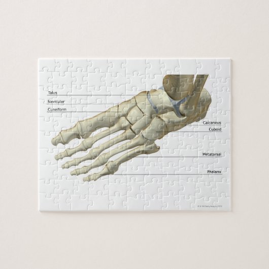 Botten van de voet 15 legpuzzel (Horizontaal)