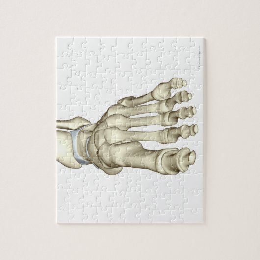 Botten van de voet 8 legpuzzel (Verticaal)