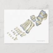 Botten van de voet 9 briefkaart (Voorkant)