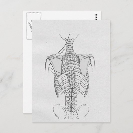 Botten van de wervelkolom briefkaart (Voorkant / Achterkant)