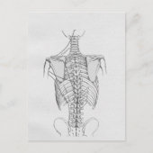 Botten van de wervelkolom briefkaart (Voorkant)