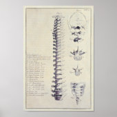 Botten van de wervelkolom en van de wervelkolom poster (Voorkant)