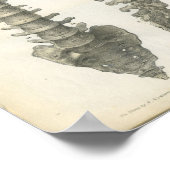 Botten van de wervelkolom poster (Hoek)