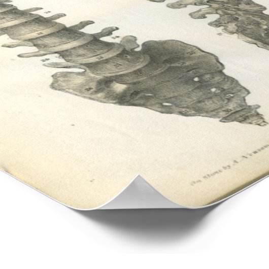 Botten van de wervelkolom poster (Hoek)