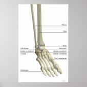 Botten van Foot 5 Poster (Voorkant)