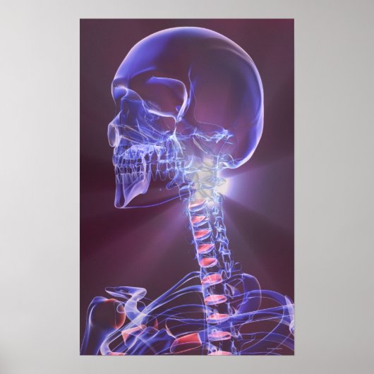 Botten van het hoofd en de nek 5 poster (Voorkant)