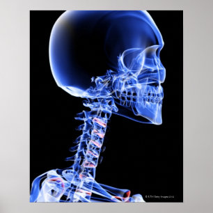 Botten van het hoofd en de nek poster