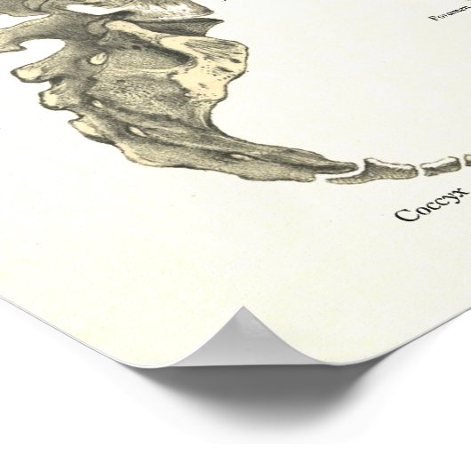 Botten van het Poster Skelet- en Spinanatomie (Hoek)