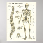 Botten van het Poster Skelet- en Spinanatomie (Voorkant)