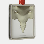 Botten van het staartbeen metalen ornament (Rechts)
