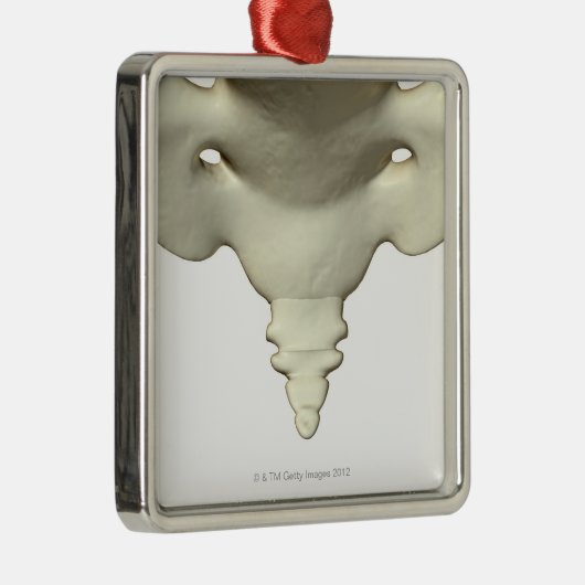 Botten van het staartbeen metalen ornament (Rechts)