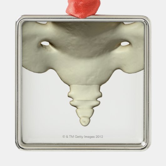 Botten van het staartbeen metalen ornament (Voorkant)